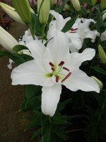 [5387 Signum TL VZ No02.JPG]